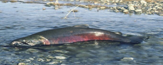 лососевая рыба в воде