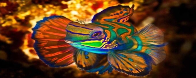 как выглядит рыба мандаринка