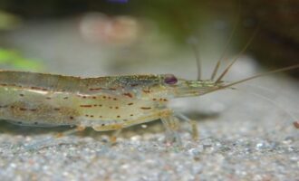 как выглядит креветка