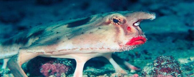 нетопырь дарвина