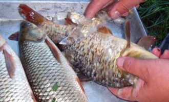 чистка сазана