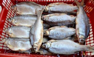 посол плотвы