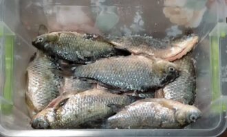 как выглядит карась