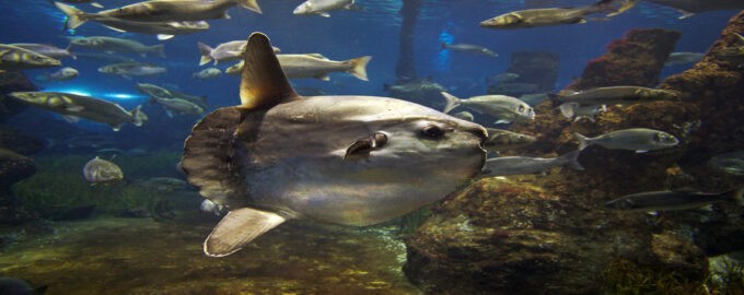 внешний вид рыбы луны