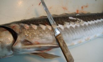 удаление визиги из рыбы