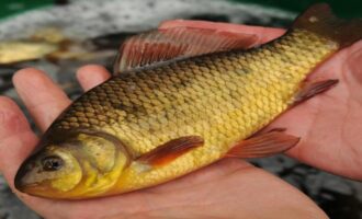 внешний вид золотого карася