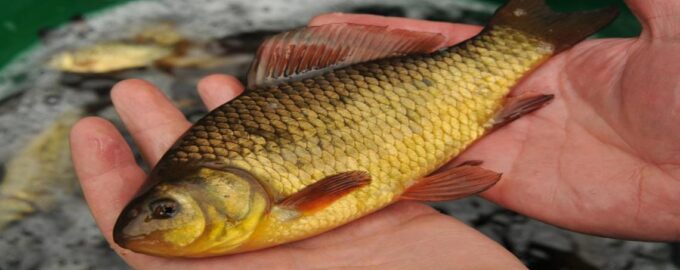 внешний вид золотого карася