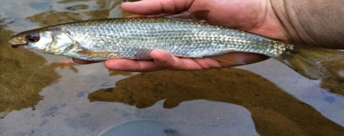 особенности строения рыбы простипома