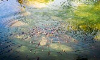 миниатюрные рыбки в воде