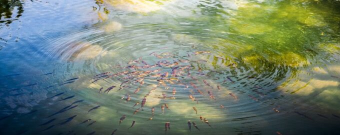 миниатюрные рыбки в воде