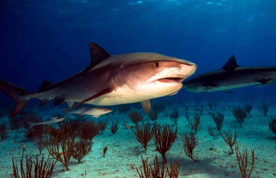 опасна ли акула