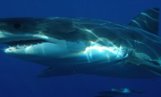 чем опасна белая акула