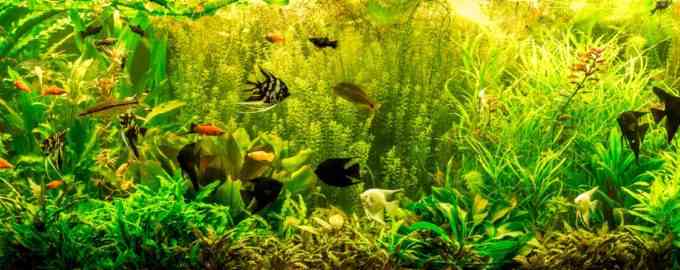 сколько спят рыбы