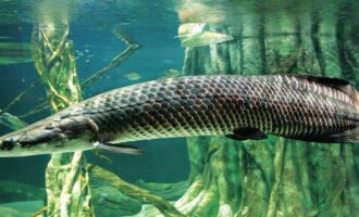 крупная рыба арапайма