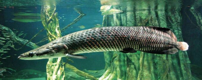 крупная рыба арапайма