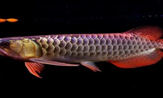 как выглядит арована