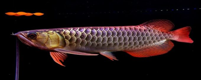 как выглядит арована