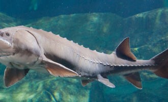 как выглядит белуга