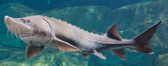 как выглядит белуга