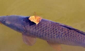 секреты удачной рыбалки на карпа