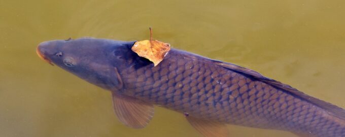 секреты удачной рыбалки на карпа