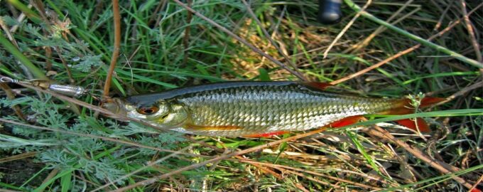 чавыча отличается от красноперки