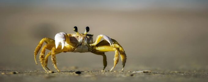 чем отличается краб от своих сородичей