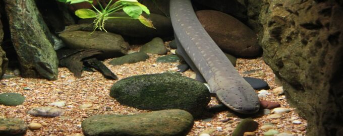 как выглядит угорь