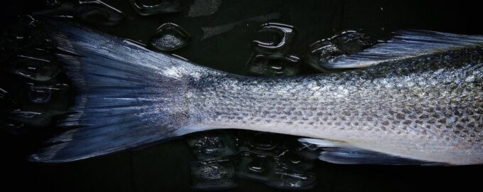 особенности строения рыб