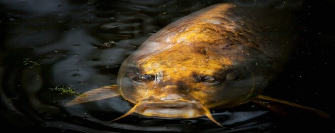 самые дорогие рыбы в мире