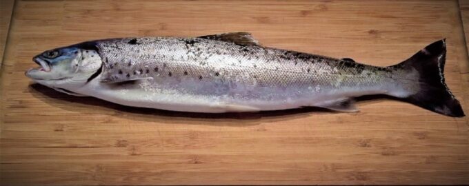 тушка форели