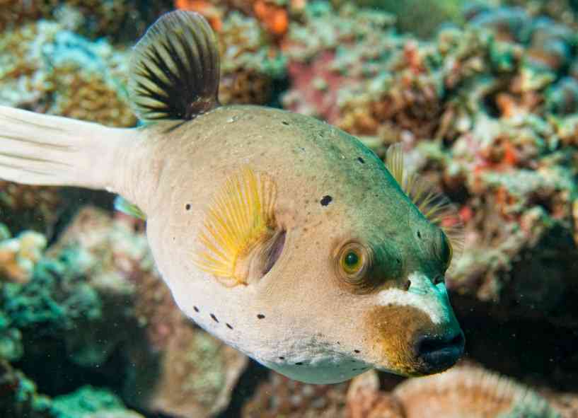 внешний вид фугу