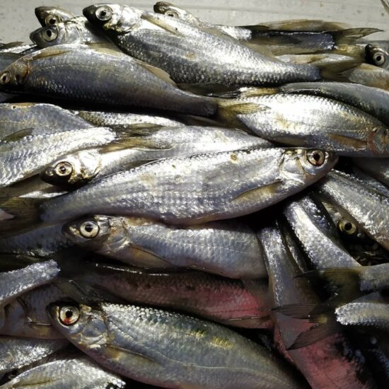 как выглядит рыба-уклейка