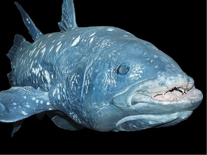 внешний вид рыбы латимерия