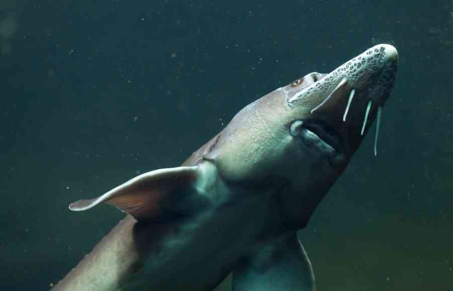 внешний вид осетра