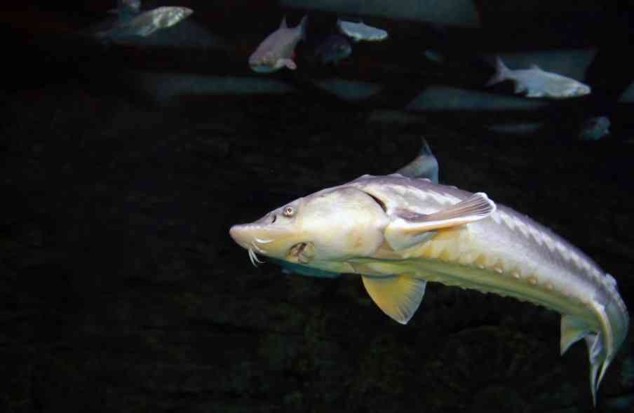 крупный осетр