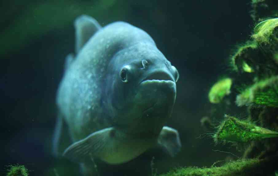 рыба пиранья