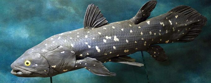 особенности строения латимерии