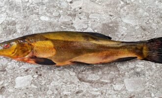 особенности строения рыбы линь