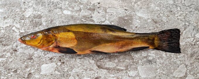 особенности строения рыбы линь