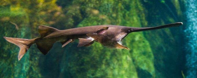 веслонос в естественной среде