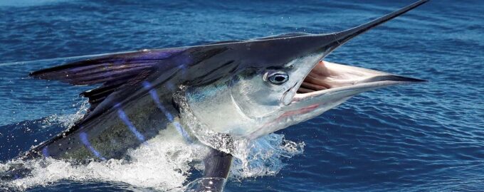 внешний вид рыбы меч