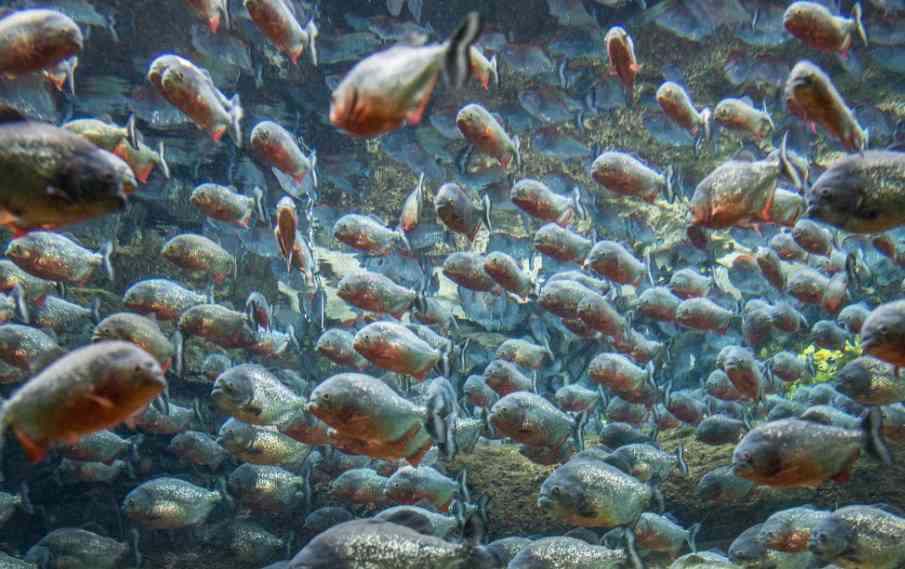 как выглядит пиранья 