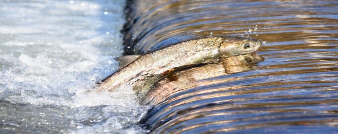 семга в естественной среде