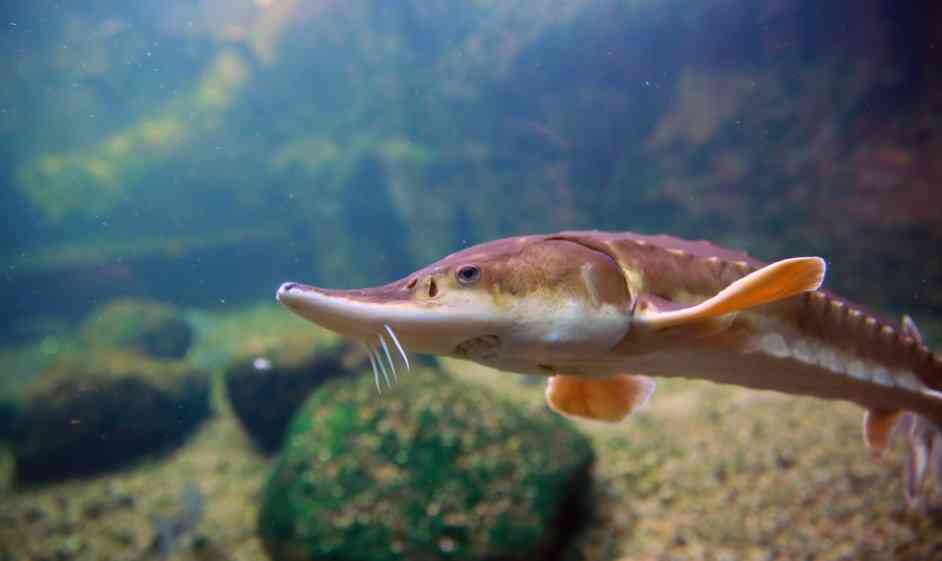 осетровые рыбы