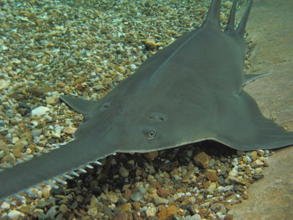 Пилорылый скат опасен для человека