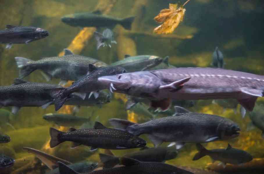 осетр и другие рыбы