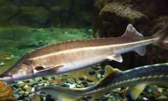 большой осетр