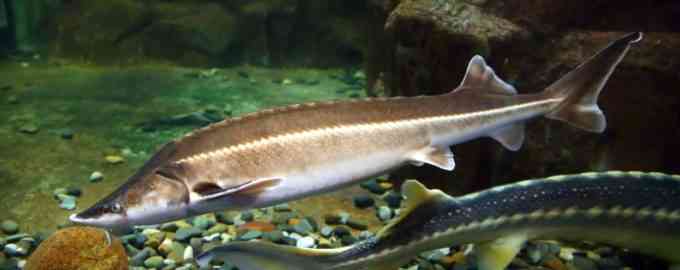 большой осетр