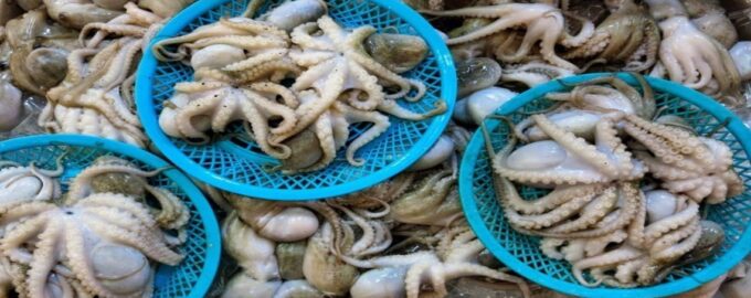 множество осьминогов